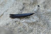 Coleophora albitarsella