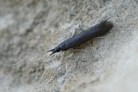 Coleophora albitarsella