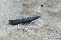 Coleophora albitarsella
