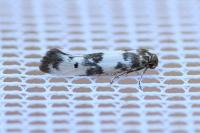 Enolmis acanthella