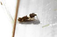 Recurvaria leucatella