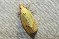 Agapeta hamana