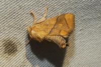 Apoda limacodes