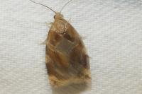 Archips xylosteana