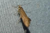 Crassa unitella