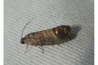 Cydia pomonella