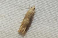 Eucosma conterminana
