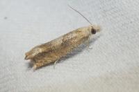 Eucosma conterminana