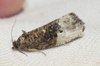 Hedya nubiferana