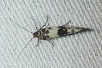 Enolmis acanthella