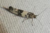 Enolmis acanthella