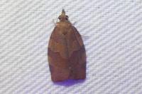 Pandemis heparana