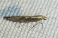 Plutella xylostella