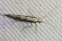 Plutella xylostella