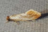 Tinea semifulvella