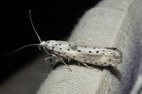 Yponomeuta irrorella