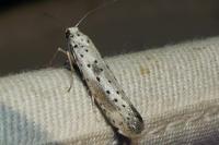 Yponomeuta irrorella