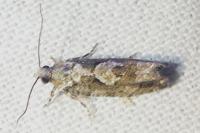 Zeiraphera isertana