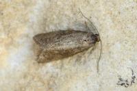 Neosphaleroptera nubilana