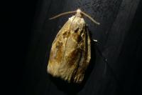 Archips crataegana