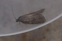 Neosphaleroptera nubilana