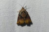 Archips podana