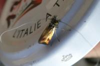 Nemophora
