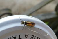 Nemophora