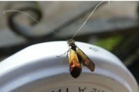 Nemophora