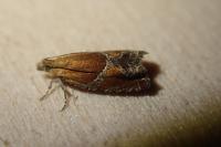 Ancylis obtusana