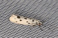 Ethmia dodecea