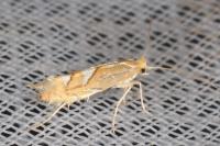 Phyllonorycter