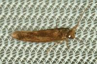 Opogona omoscopa
