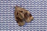 Archips crataegana