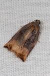 Archips podana
