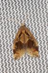Archips crataegana