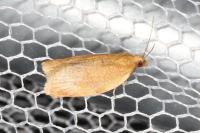 Clepsis consimilana