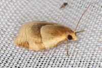 Clepsis rurinana