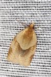 Clepsis rurinana