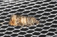 Piniphila bifasciana