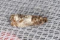Notocelia trimaculana