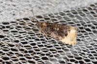 Hedya ochroleucana