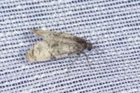 Cochylichroa atricapitana