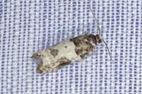 Gypsonoma sociana