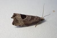 Notocelia uddmanniana