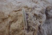 Coleophora