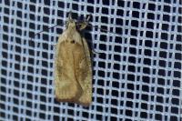 Agonopterix nervosa