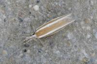 Pleurota aristella