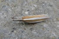 Pleurota aristella