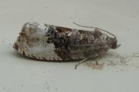 Hedya nubiferana